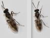 Nephelomalus conspersus